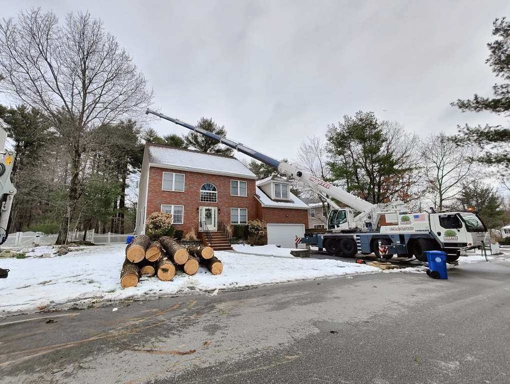 MARTEL CRANE SERVICE & TREE REMOVAL Updated August 2024 83 Photos