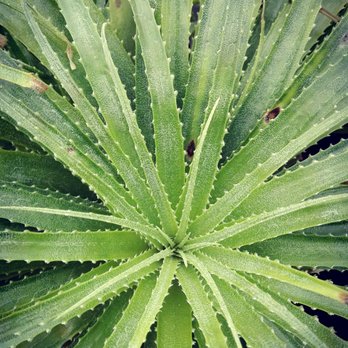 Botanische Tuin Zuidas - Gorgeous succulent in the desert greenhouse - Botanical Gardens Near Me - Amsterdam, New Hampshire