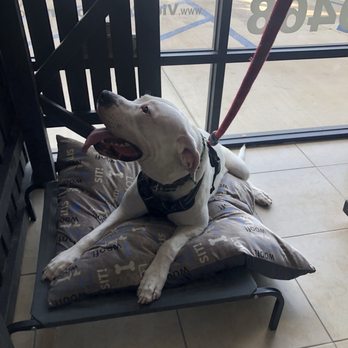 Vida pet grooming - All Smiles and super clean! - Pet Sitting Near Me - Reseda, California