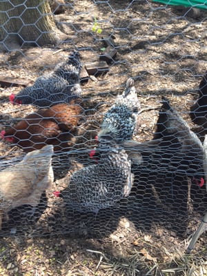 Garden Dreams Urban Farm & Nursery - Grow Pittsburgh by null