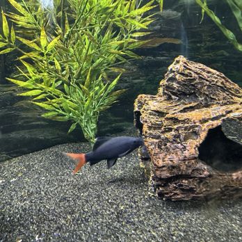 Aj's Aquatic Solutions - Curious Fish - Aquarium Services Near Me Aj's Aquatic Solutions - Curious Fish - Aquarium Services Near Me