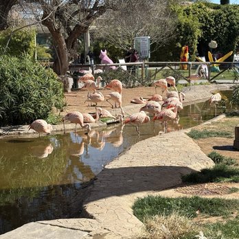 Reid Park Zoo - Pink Flamingo's. - Zoos Near Me - Tucson, Arizona