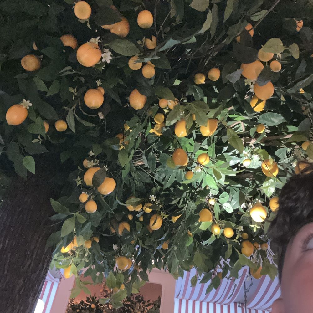 Giulietta - A lemon tree at the place - Italian Near Me - New York, New York Giulietta - A lemon tree at the place - Italian Near Me - New York, New York