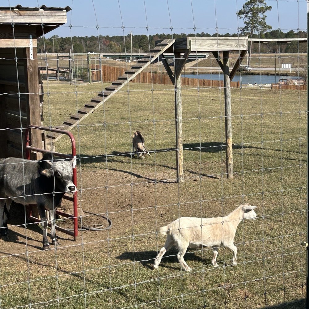 Wild Georgia Safari Park - Petting Zoos Near Me - Metter, Georgia Wild Georgia Safari Park - Petting Zoos Near Me - Metter, Georgia