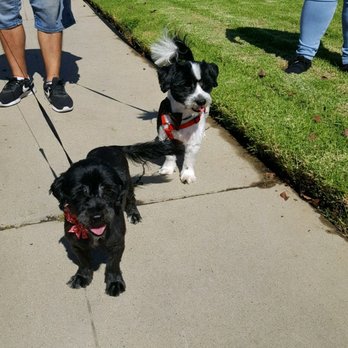 Moises Mobile Grooming - So this happened today!! We finally got a groomer to come out and groom these strays that have been at my job for months!! Thank you!! - Pet Groomers Near Me