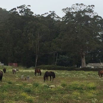 Shamrock Ranch Kennels & Stables - 24 acre pasture. - Pet Training Near Me - Pacifica, California Shamrock Ranch Kennels & Stables - 24 acre pasture. - Pet Training Near Me - Pacifica, California