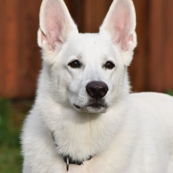 Nascent Phoenix - Pet Training Near Me - Federal Way, Washington Nascent Phoenix - Pet Training Near Me - Federal Way, Washington