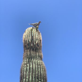 McDowell Sonoran Preserve - Hiking Near Me - Scottsdale, Arizona McDowell Sonoran Preserve - Hiking Near Me - Scottsdale, Arizona