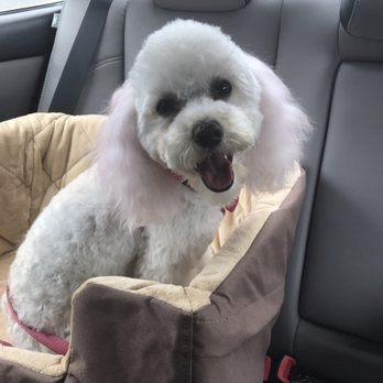 Poodle Nook - Matea - Pet Groomers Near Me - Citrus Heights, California Poodle Nook - Matea - Pet Groomers Near Me - Citrus Heights, California