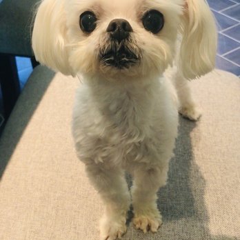 Go Grooming - Look how clean-cut Jelly is! - Pet Groomers Near Me - Wheeling, Illinois Go Grooming - Look how clean-cut Jelly is! - Pet Groomers Near Me - Wheeling, Illinois