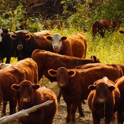 Pasture To Plate - Our cattle
