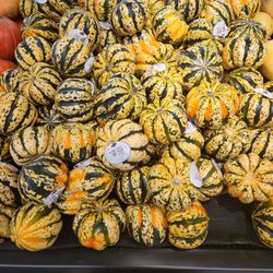 Giunta's Meat Farms - Fall Squash