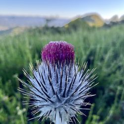 Topanga Lookout Trail - Thistle