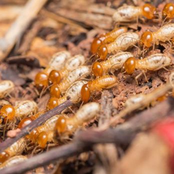 United Termite Control - Pest Control Near Me - San Marcos, California United Termite Control - Pest Control Near Me - San Marcos, California
