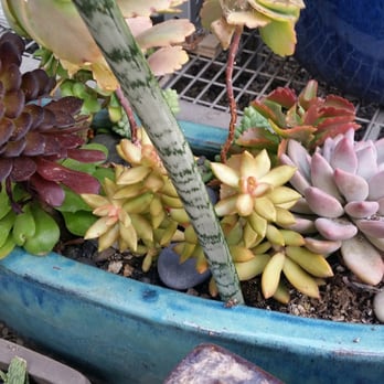 Laguna Coast Pottery - More succulents - Nurseries & Gardening Near Me - Laguna Beach, California