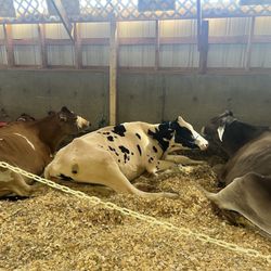 Spencer Fair - Cows!! So cute