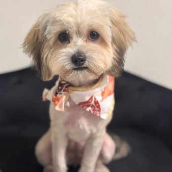 Collar & Comb - Pet Groomers Near Me - West Hollywood, California
