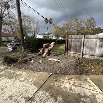 Big Mike & Sons' Tree Service - Huge tree stump (before) - Tree Services Near Me - Costa Mesa, California Big Mike & Sons' Tree Service - Huge tree stump (before) - Tree Services Near Me - Costa Mesa, California