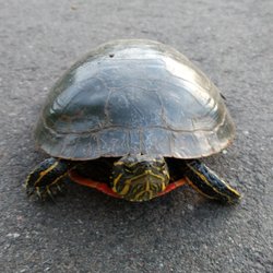 Rice Creek North Regional Trail - Turtley enough for the turtle club