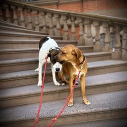 World of Animals At Rittenhouse - World of Animals