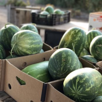 Killer Tomato Organic Farmstand - watermelons in boxes - Farmers Market Near Me - Ramona, California Killer Tomato Organic Farmstand - watermelons in boxes - Farmers Market Near Me - Ramona, California