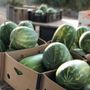 Photo of Killer Tomato Organic Farmstand