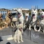 Tsublu K9 Club