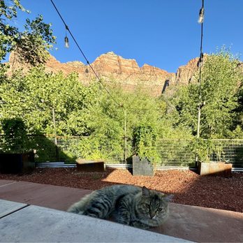 Zion Canyon Brewpub - Nice kittie - Burgers Near Me - Springdale, Utah