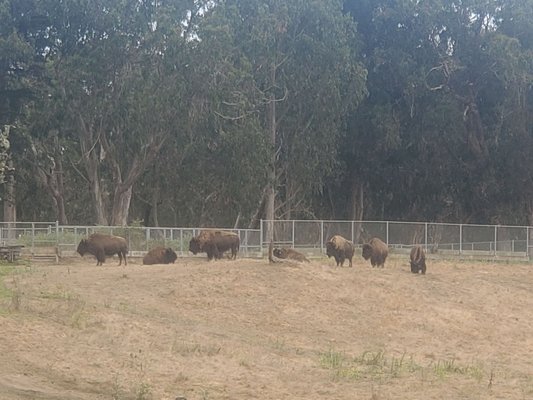 Bison Paddock by null