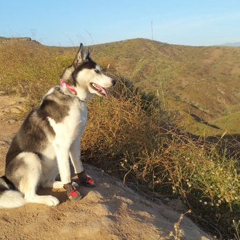 K9 City - Pet Sitting Near Me - San Juan Capistrano, California