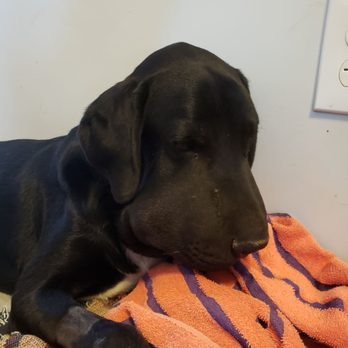 New River Veterinary Hospital - My Baby Dane. - Veterinarians Near Me - New River, Arizona New River Veterinary Hospital - My Baby Dane. - Veterinarians Near Me - New River, Arizona