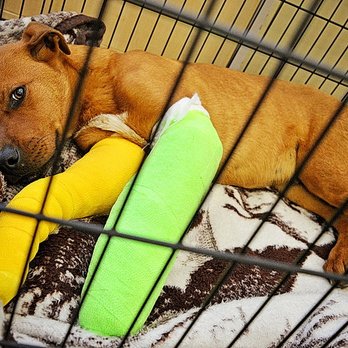 Alberta Animal Rescue Crew Society - Rescued dog, Panzer with two injuries legs on the road to recovery - Animal Shelters Near Me - Calgary, Alberta Alberta Animal Rescue Crew Society - Rescued dog, Panzer with two injuries legs on the road to recovery - Animal Shelters Near Me - Calgary, Alberta