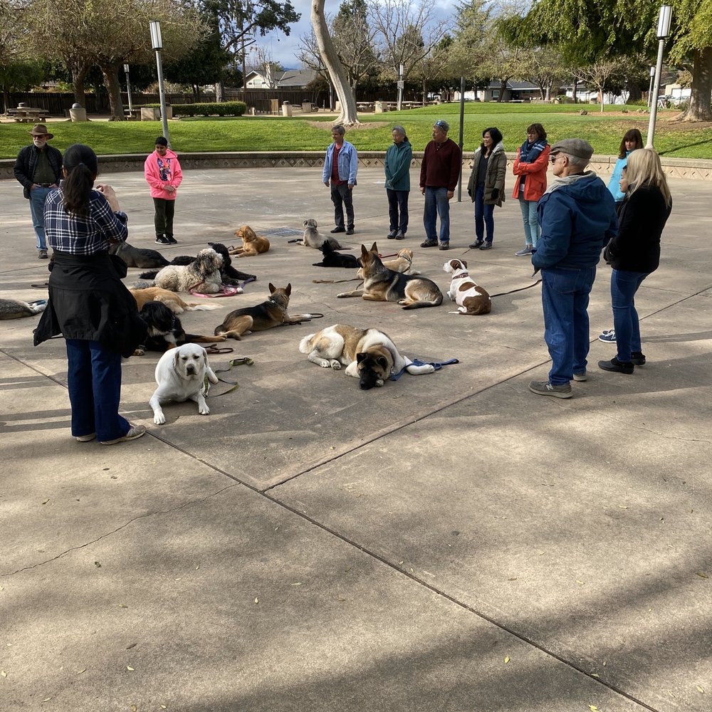 Bay Area Dog Training - 8:30 Saturday group class - Pet Training Near Me