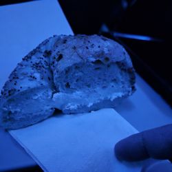 Bagel Oasis