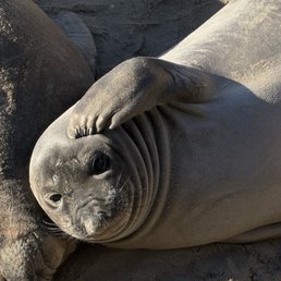 Northern elephant seal weaner
