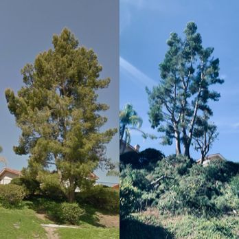 Ortega’s Tree Service - Tree Services Near Me Ortega’s Tree Service - Tree Services Near Me