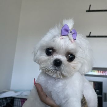 Doghouse Grooming - 1st time with Kaci - Pet Groomers Near Me - Pearl City, Hawaii Doghouse Grooming - 1st time with Kaci - Pet Groomers Near Me - Pearl City, Hawaii