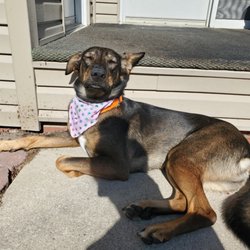 Brookview Animal Hospital