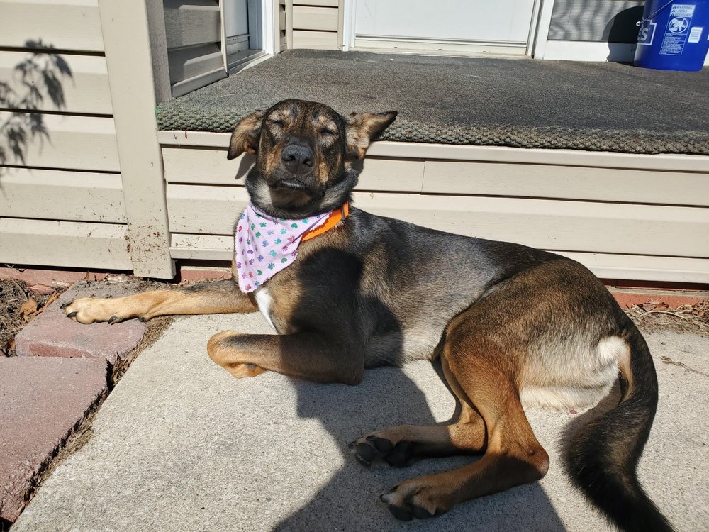Brookview Animal Hospital - pet boarding facility in Parma, OH
