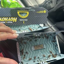 Roach Infestation!!! Roach Infestation!!!