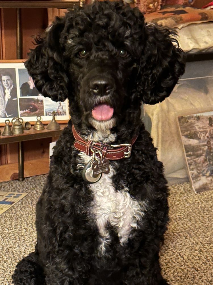 DOGGY SOLUTIONS Request Consultation 2191 Kings Hwy, Medford