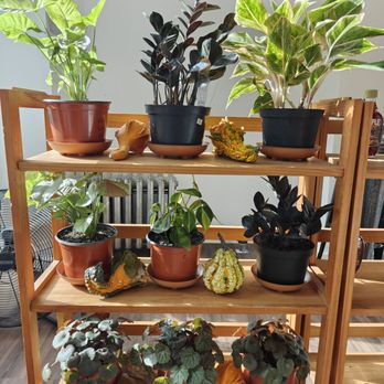 Maple Creamery - Plants - Bakeries Near Me - Brooklyn, New York