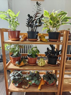 Maple Creamery by null