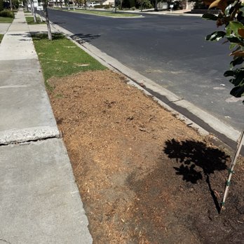 Discount Tree Care Arborist - Left a mess - Tree Services Near Me - Long Beach, California Discount Tree Care Arborist - Left a mess - Tree Services Near Me - Long Beach, California