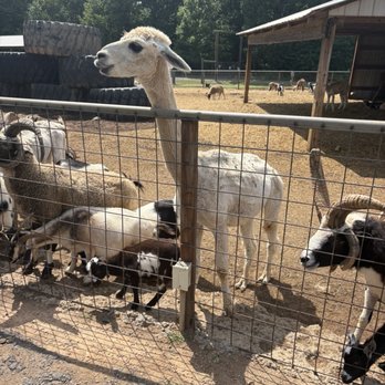 Zootastic Park - Zoos Near Me - Troutman, North Carolina Zootastic Park - Zoos Near Me - Troutman, North Carolina
