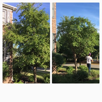 Edgar's Tree Services - Tree Pruning and maintenance Before and After - Tree Services Near Me - Indianapolis, Indiana Edgar's Tree Services - Tree Pruning and maintenance Before and After - Tree Services Near Me - Indianapolis, Indiana