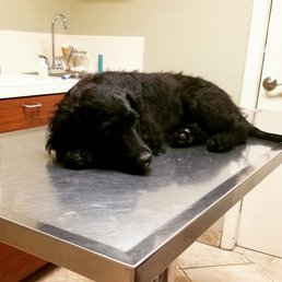 Boomer is so comfortable at Bench Animal Hospital...he falls asleep on the table! Boomer is so comfortable at Bench Animal Hospital...he falls asleep on the table!