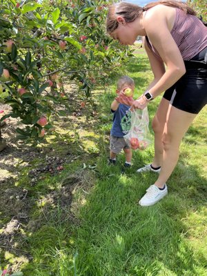 Apple Castle by null