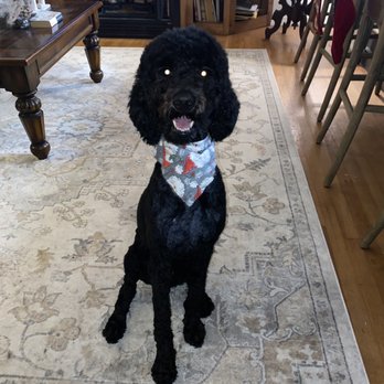 Ciara's Pet Grooming - Pet Groomers Near Me - Lucedale, Mississippi
