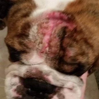 Animal Dermatology Center - Before seeing the doctor, his whole body was like this and worse - Veterinarians Near Me - Studio City, California Animal Dermatology Center - Before seeing the doctor, his whole body was like this and worse - Veterinarians Near Me - Studio City, California